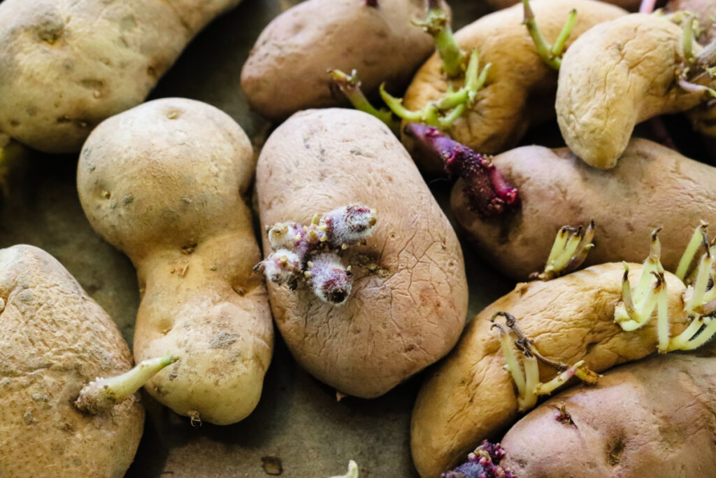 Why do potatoes grow in bags of soil have so many tubers? Here is