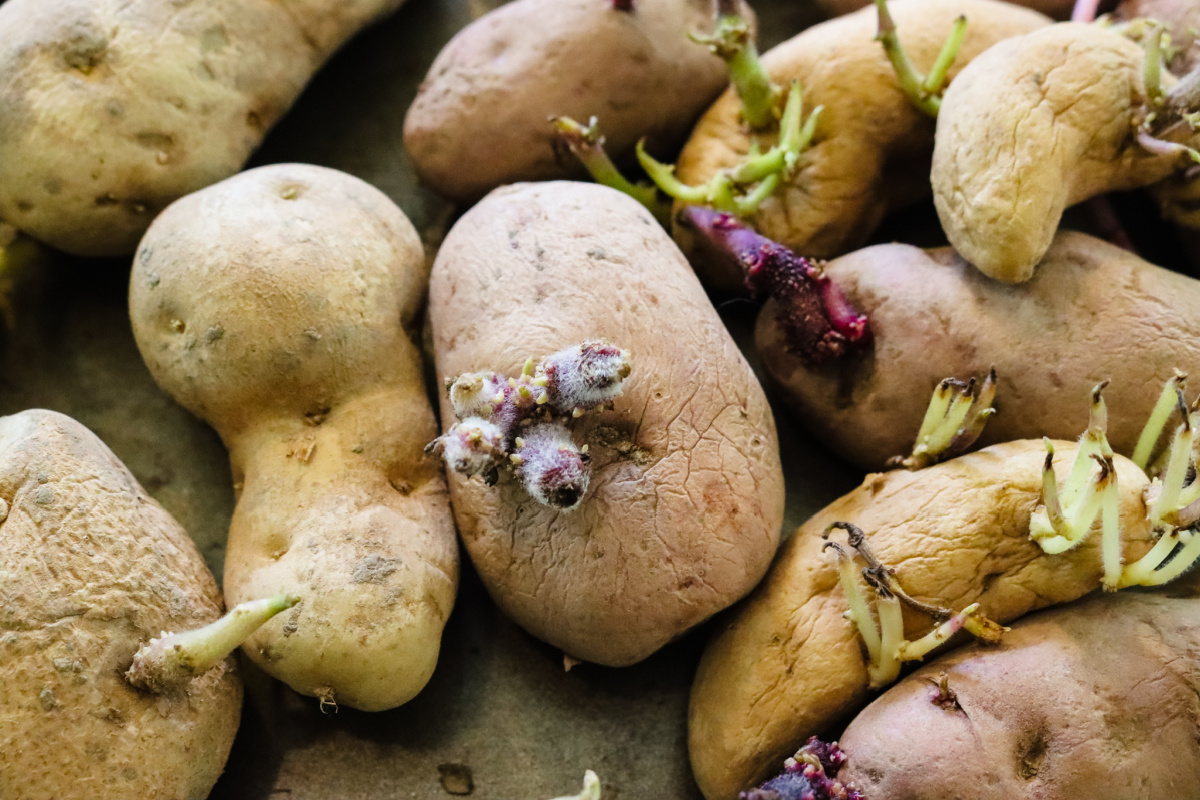 How to Grow Potatoes in Containers (Grow Bags) ~ Homestead and Chill