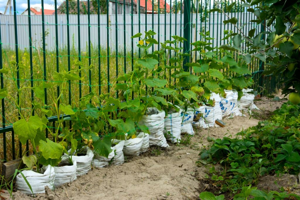 Grow Bags with Vegetable Saplings in a Vertical Stand Outside