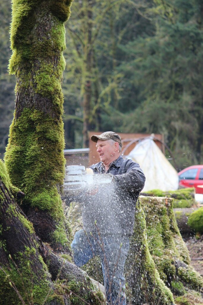 An old man cutting down a large tree with a chainsaw.