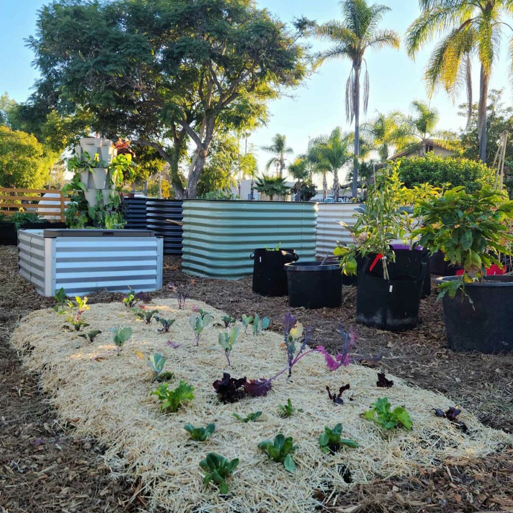 My backyard grow bag garden : r/HotPeppers