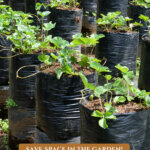 A Pinterest pin on growing in grow bags in the garden. Image of strawberries growing in grow bags.