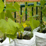 A Pinterest pin on growing in grow bags in the garden. Image of cucumbers growing in grow bags.