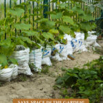 A Pinterest pin on growing in grow bags in the garden. Image of cucumbers growing in grow bags.