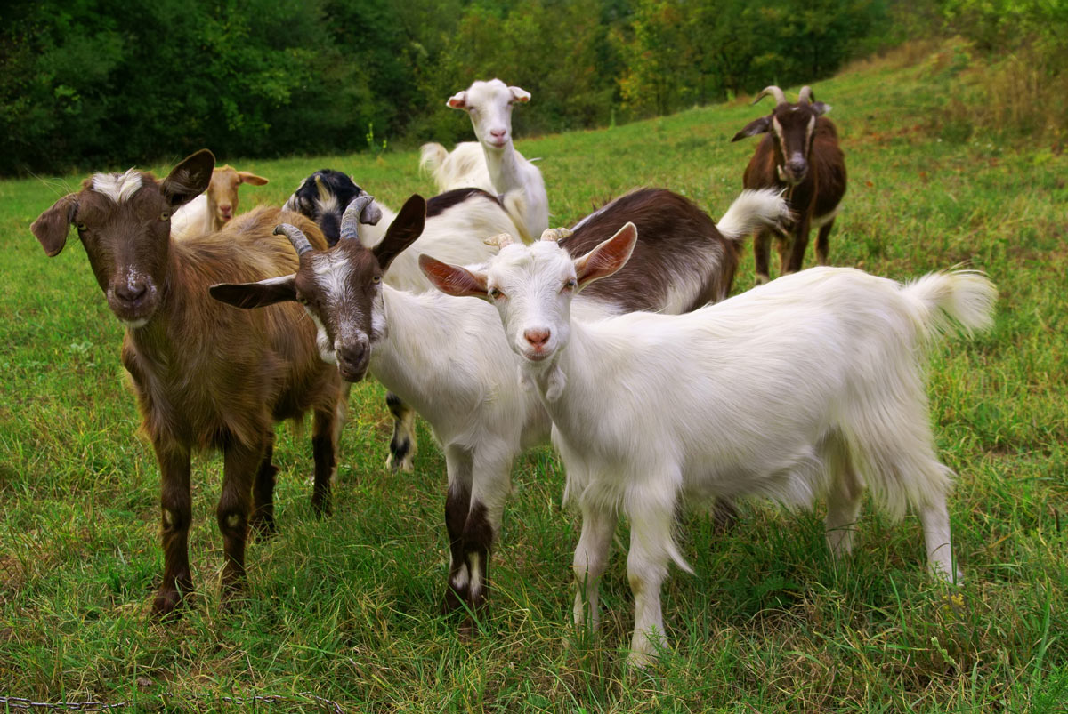 A herd of 8 goats in a grassy field.