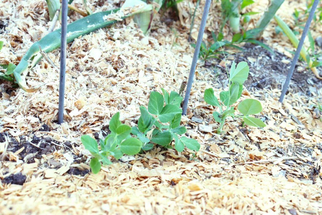 A plant growing in the garden surrounded by woodchips.