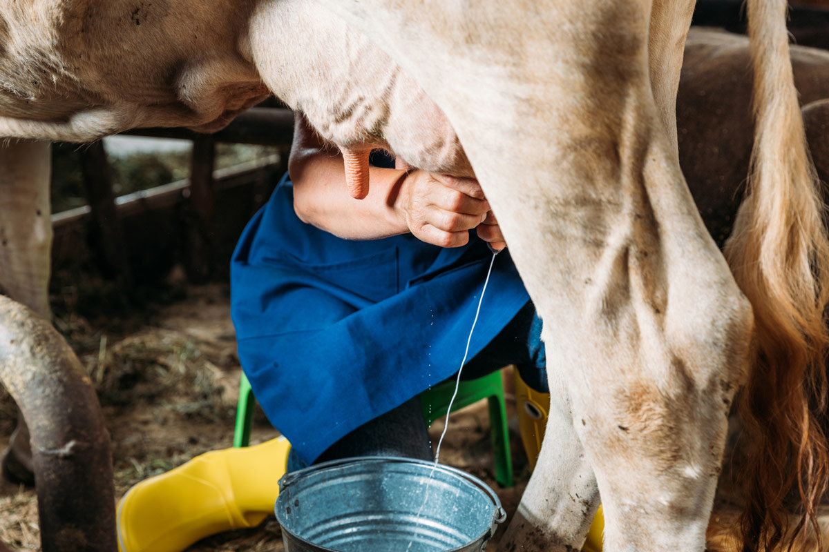 A cow being milked.