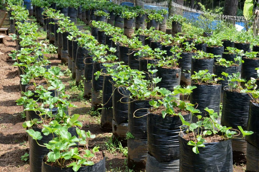 Dozens of strawberry plants growing in grow bags in nice orderly lines.