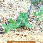 Pinterest pin for using woodchips in the garden. Image of a garden that's been mulched with woodchips.