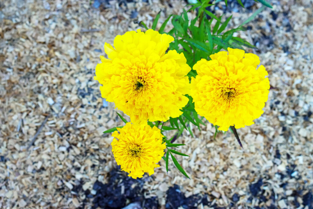 Flowers growing in the garden surrounded by woodchips.