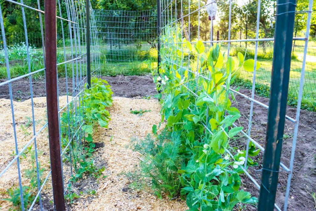 Peas and beans climbing a fence in a garden.