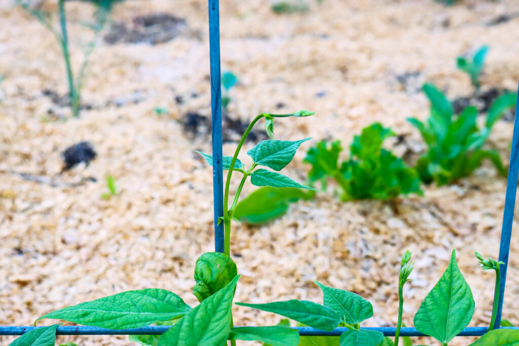 Plants growing in the garden surrounded by woodchips.