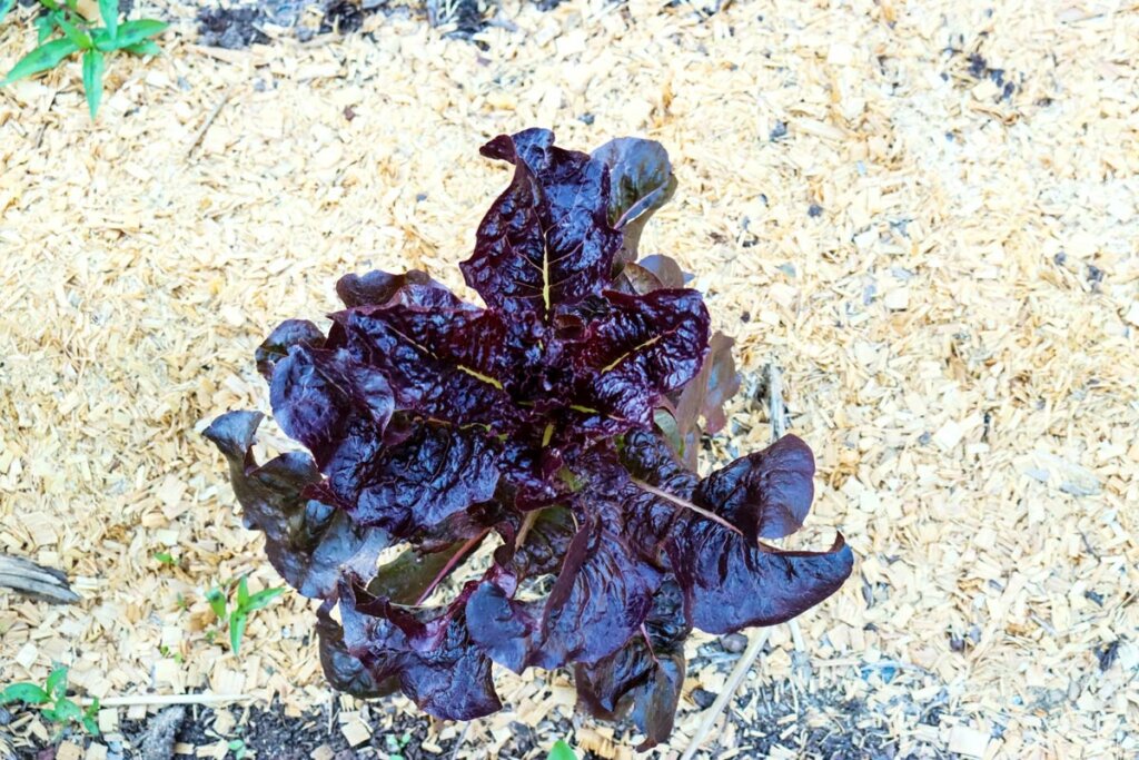 Purple lettuce growing in the garden surrounded by woodchips.