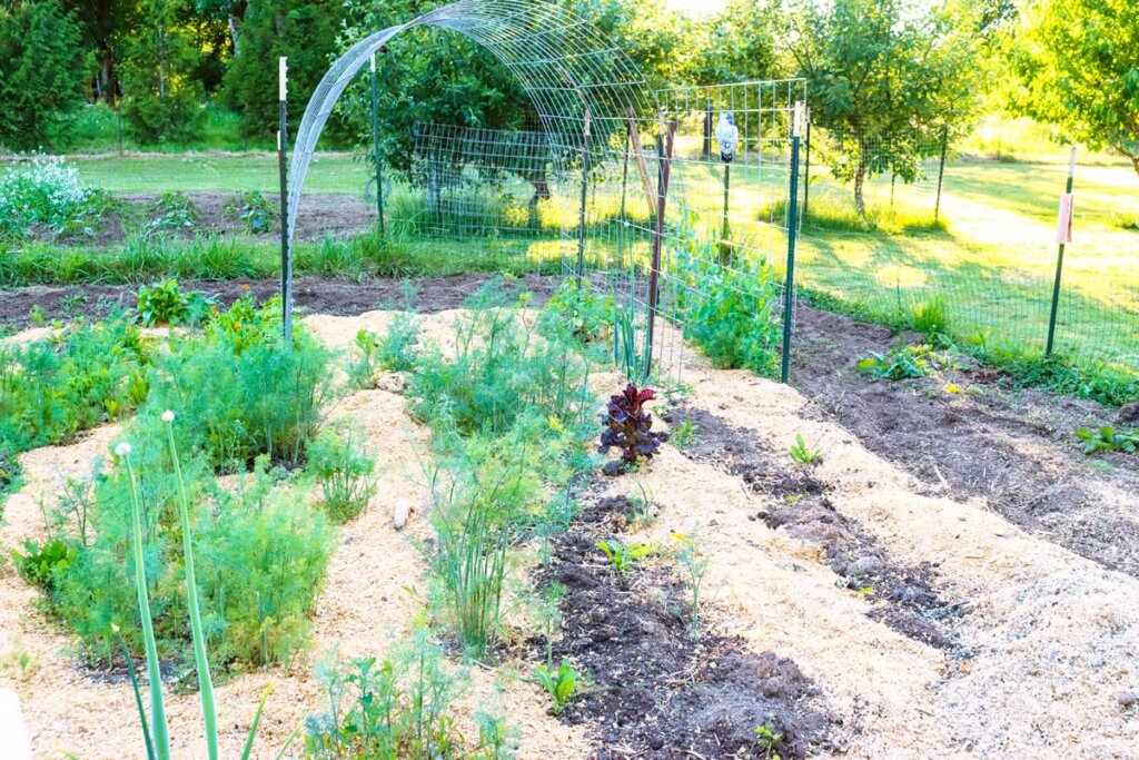 A photo of a garden that has been mulched with woodchips.