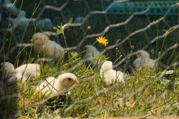 Baby meat chicks hanging out in the grass.