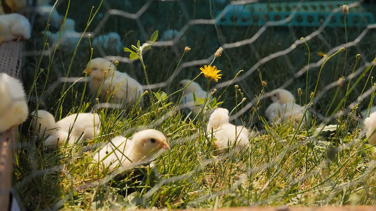 Baby meat chicks hanging out in the grass.