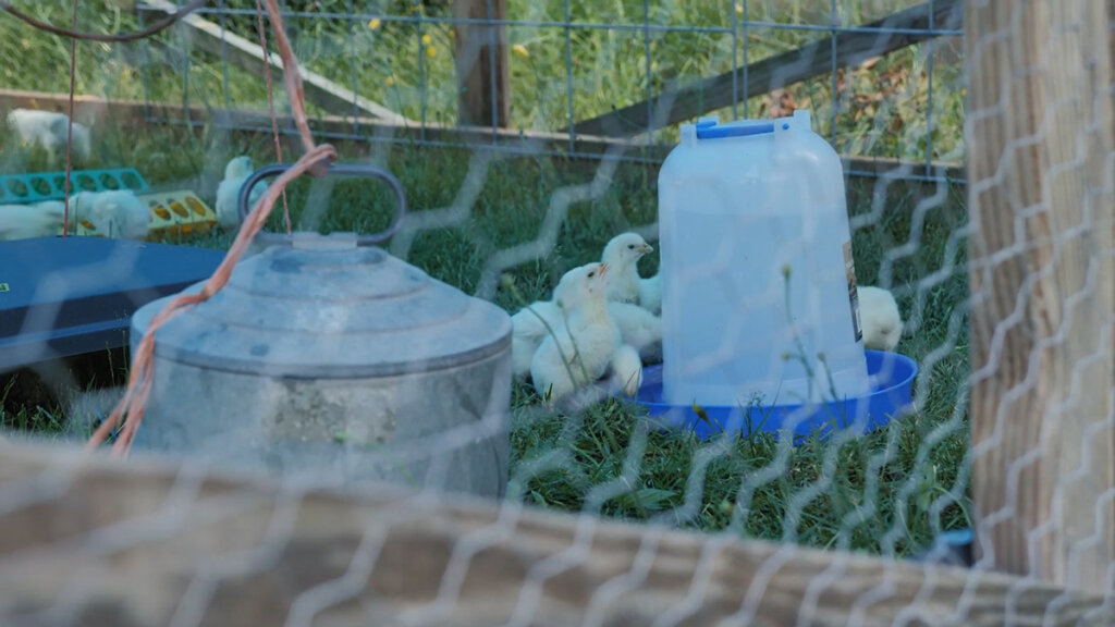 Baby meat birds in a mobile chicken tractor next to waterers.