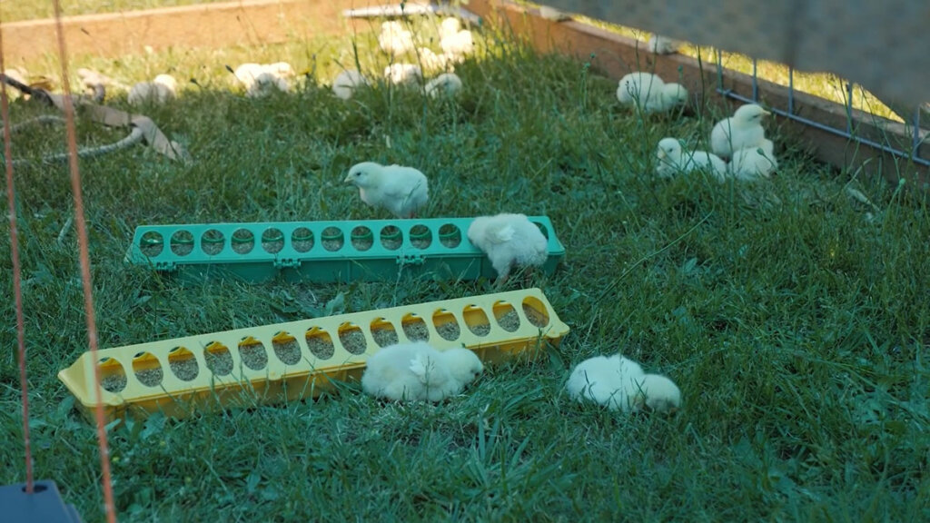 Baby meat chicks in the grass eating from feeders.