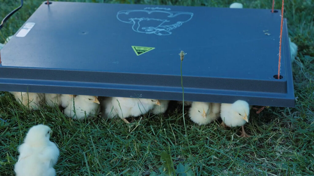 Baby meat chicks huddled beneath a heat plate.