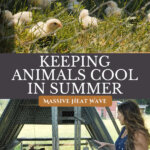 Pinterest pin on how to keep livestock cool in summer. Images of a woman standing by livestock.