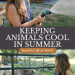Pinterest pin on how to keep livestock cool in summer. Images of a woman standing by livestock.