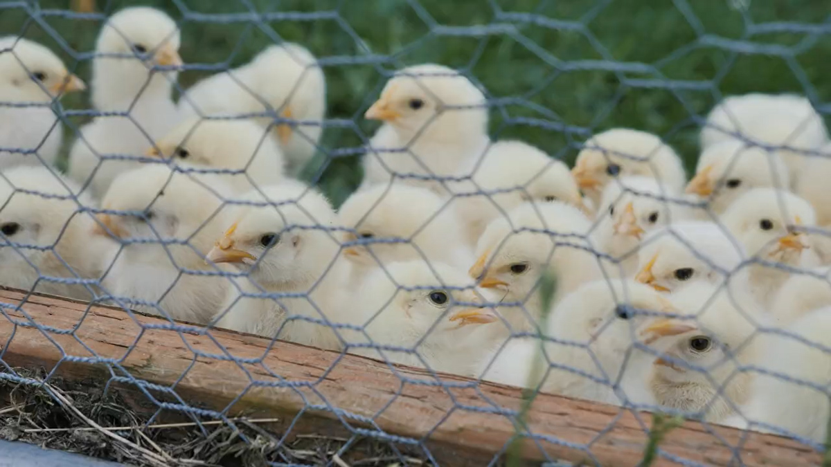 An up close shot of baby meat birds.