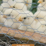 Pinterest pin on raising meat birds for profit. Image of a woman next to a chicken coop with baby chicks.
