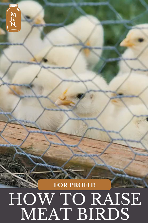 Raising Chickens for Profit Melissa K. Norris