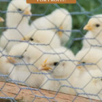 Pinterest pin on raising meat birds for profit. Image of a woman next to a chicken coop with baby chicks.