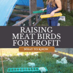 Pinterest pin on raising meat birds for profit. Image of a woman next to a chicken coop with baby chicks.