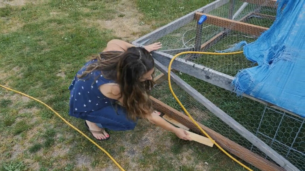 A woman shoring up a hole with a piece of wood so baby chicks cannot escape the mobile chicken coop.