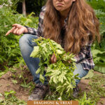 Pinterest pin for treating early blight in the garden. Image of potato plants affected by early blight.