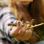 Pinterest pin for treating early blight in the garden. Image of potato plants affected by early blight.