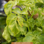 Pinterest pin for treating early blight in the garden. Image of potato plants affected by early blight.