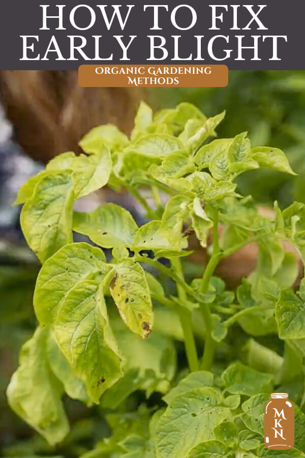 Preventing & Treating Early Blight of Tomato & Potato Plants Melissa