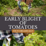 Pinterest pin for treating early blight in the garden. Image of potato plants affected by early blight.