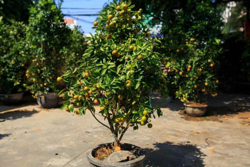 An orange tree growing in a pot on a patio.