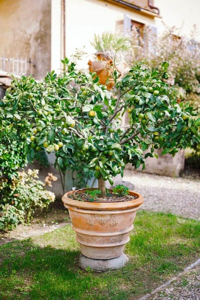 A lemon tree growing in a large ceramic pot.