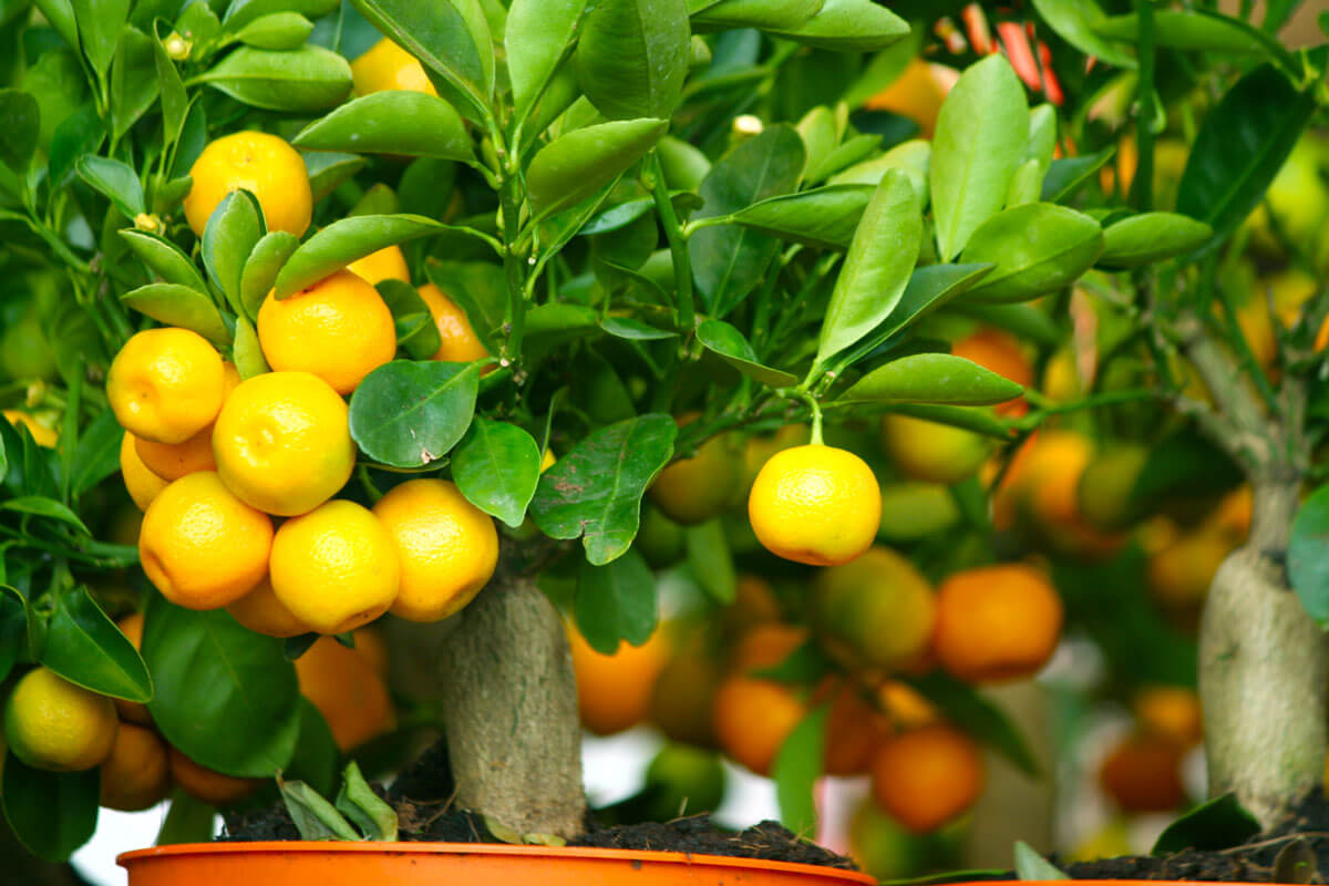 A miniature lemon tree growing in a pot.