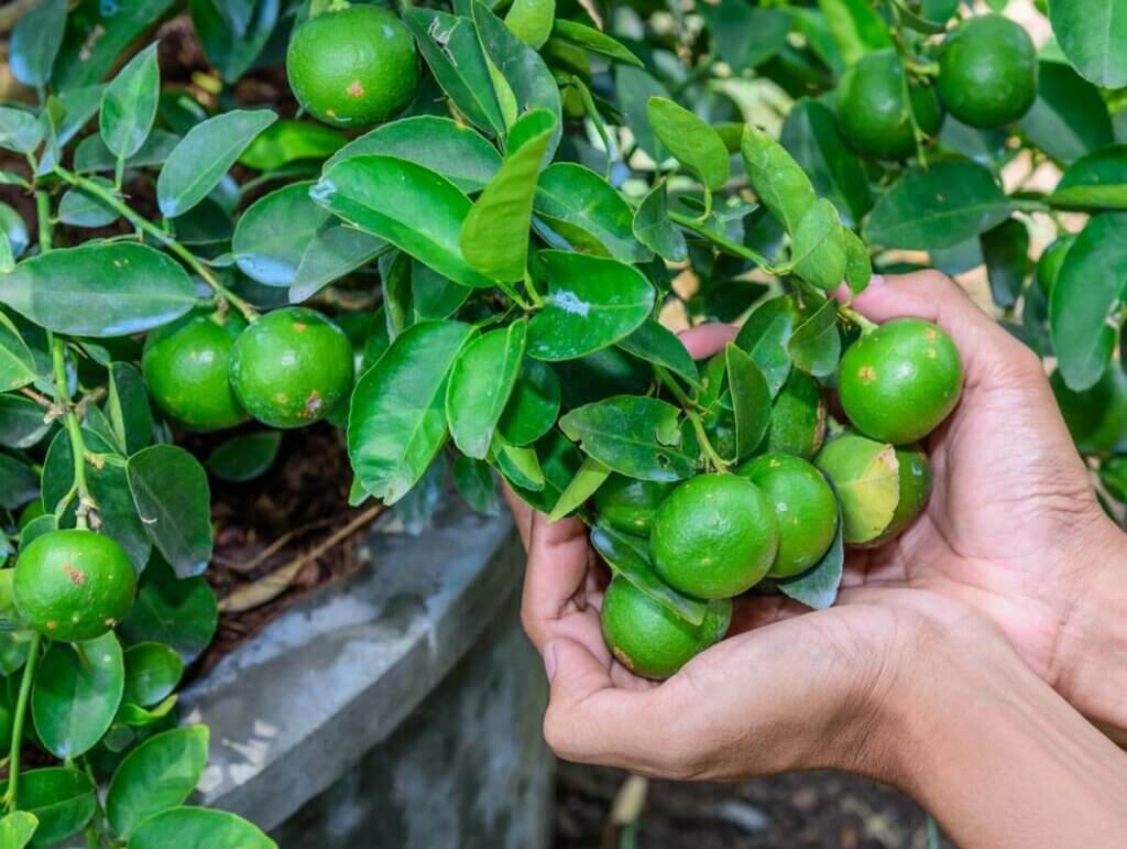 An up close photo of a miniature lime tree growing in a pot.