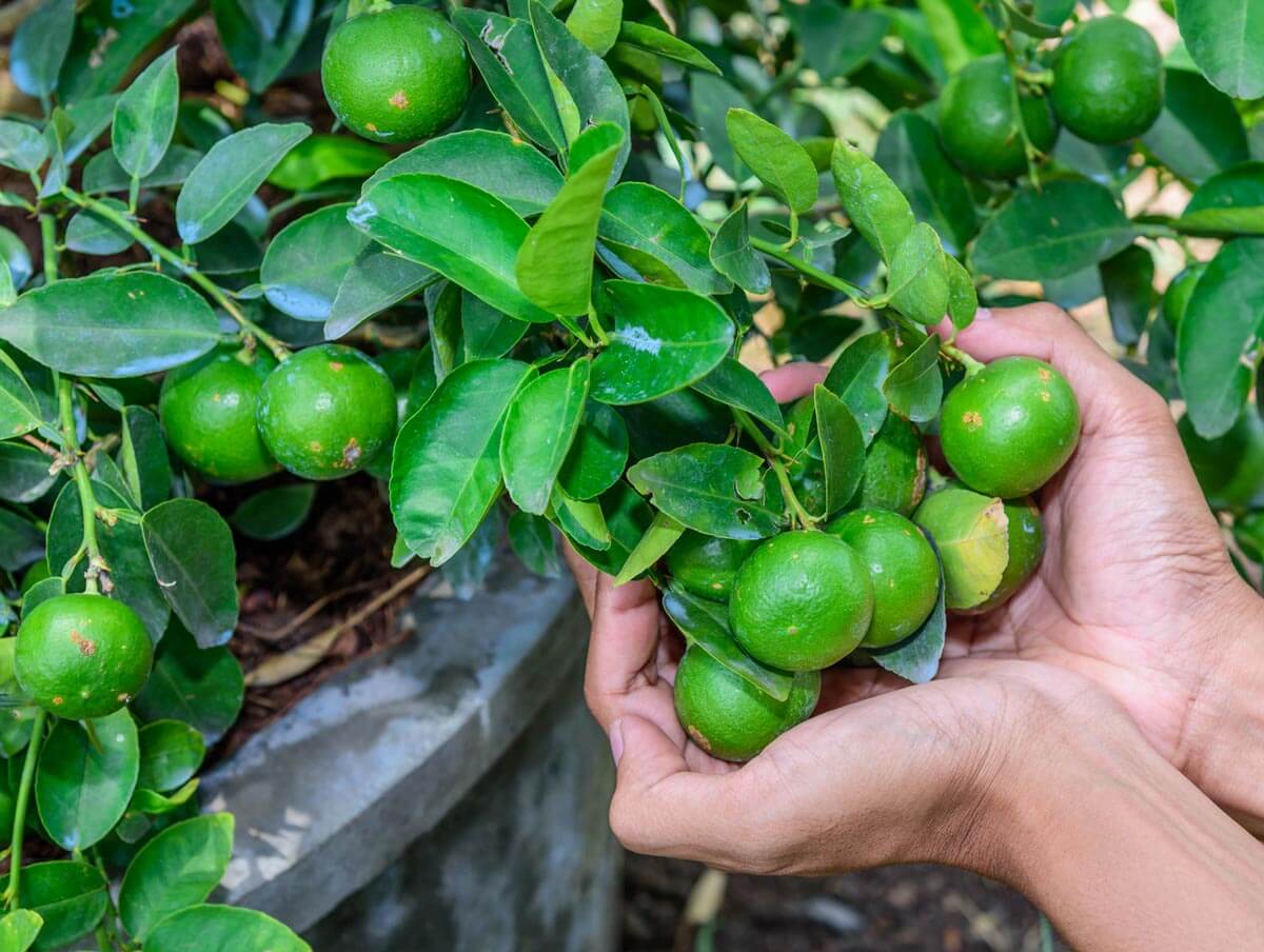 Fruit trees store in pots