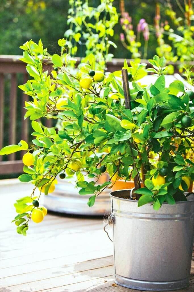 A lemon tree growing in a small pot.