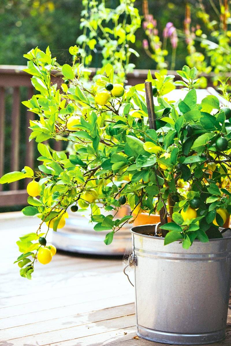 Growing Fruit Trees in Pots (Tips For Success) - Melissa K. Norris