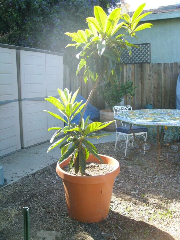 A large fruit tree growing in a terracotta pot.