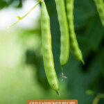 Pinterest pin for how to make leather britches. Image of green beans growing in the garden.