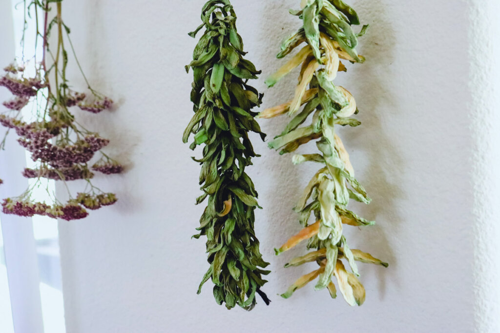 Leather britches, or dried green beans, strung and hanging against a wall.