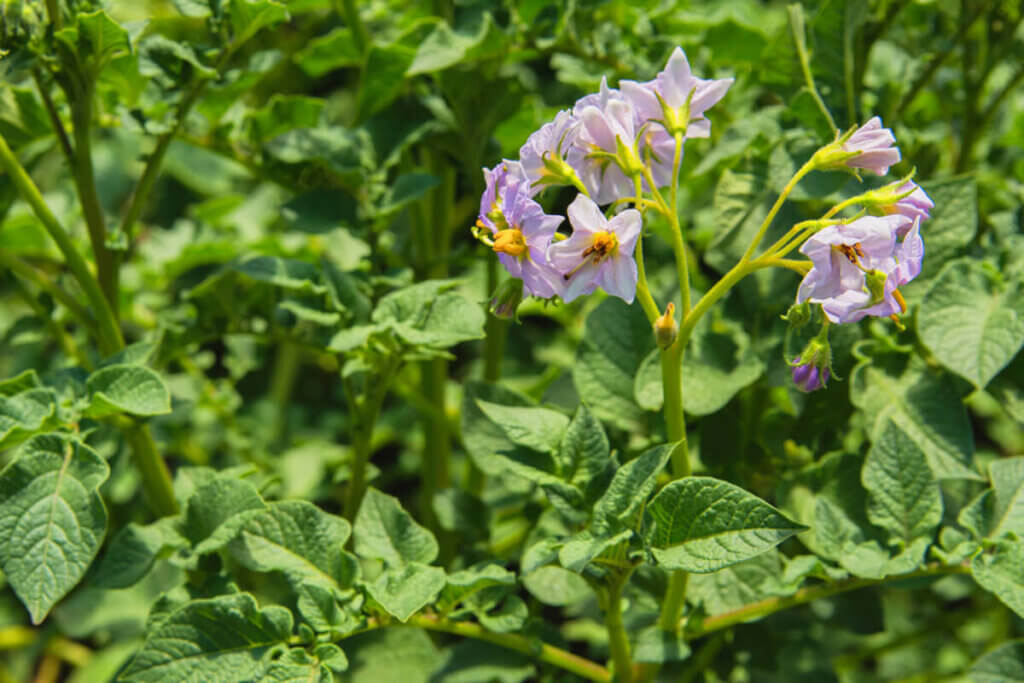 The blooms of a potato plant.