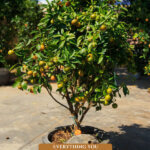 Pinterest pin for growing fruit trees in pots with an image of an orange tree in a pot.
