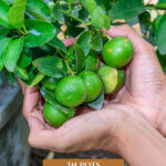 Pinterest pin for growing fruit trees in pots with an image of a lime tree in a pot.