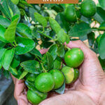 Pinterest pin for growing fruit trees in pots with an image of a lime tree in a pot.